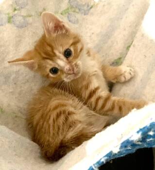 Deviled Egg -  Tabby and Domestic Short Hair Cat for Adoption in Red Bank, New Jersey - Deviled Egg | PetCurious