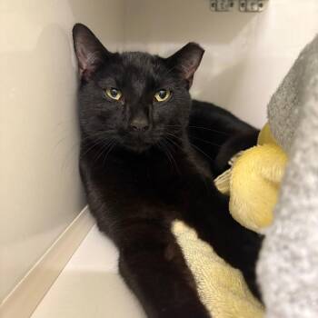 Domestic Short Hair Cats Available for Adoption - Sushi | PetCurious