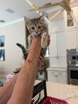 Lady -  American Shorthair Cat for Adoption in Tampa, Florida - Lady | PetCurious