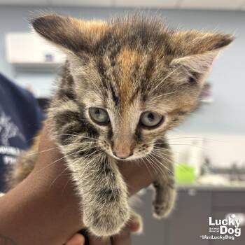 Domestic Short Hair Cats Available for Adoption in Washington, District Of Columbia - My Rarity | PetCurious