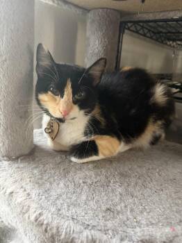 Butter -  American Shorthair Cat for Adoption in Paulina, Louisiana - Butter | PetCurious