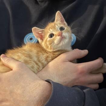 Domestic Short Hair Cats Available for Adoption in Newark, New Jersey - Rosetta | PetCurious