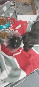 Canon -  Domestic Short Hair Cat for Adoption in North Miami Beach, Florida - Canon | PetCurious