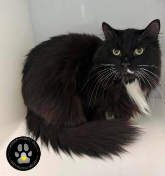 PAPOU -  Domestic Long Hair Cat for Adoption in Delson, Quebec - PAPOU | PetCurious
