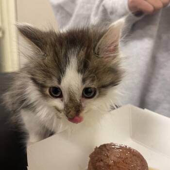 Bo -  Domestic Long Hair Cat for Adoption in Chicago, Illinois - Bo | PetCurious