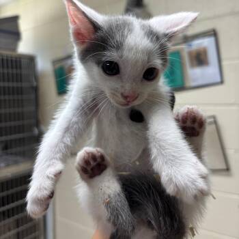 Rowan -  Domestic Short Hair Cat for Adoption in Roxboro, North Carolina - Rowan | PetCurious