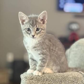 Domestic Short Hair Cats Available for Adoption in Columbus, Georgia - Comet Cataclysm 3024 | PetCurious