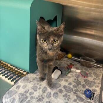 Misty Mountains -  Domestic Short Hair Cat for Adoption in Baltimore, Maryland - Misty Mountains | PetCurious