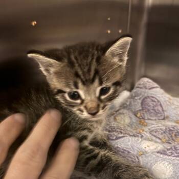 Frisco -  Domestic Short Hair Cat for Adoption in Clearwater, Florida - Frisco | PetCurious