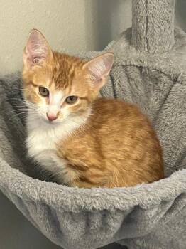 Bobby -  Domestic Short Hair Cat for Adoption in The Woodlands, Texas - Bobby | PetCurious