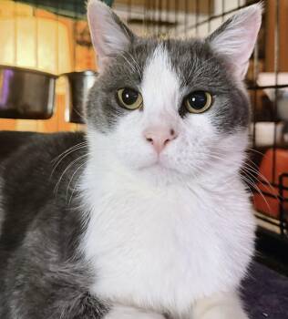 Tuxedo Cats Available for Adoption in Philadelphia, Pennsylvania - Truffle | PetCurious