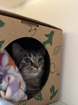 Melinda Warner -  Domestic Short Hair Cat for Adoption in Harbor Springs, Michigan - Melinda Warner | PetCurious