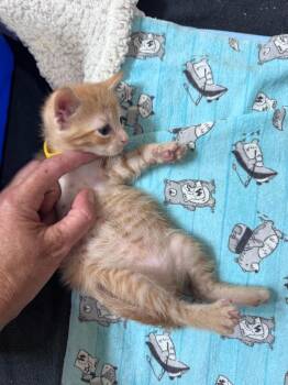 Sparks -  Domestic Short Hair Cat for Adoption in Orlando, Florida - Sparks | PetCurious