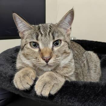 Zoe -  Domestic Short Hair Cat for Adoption in Royal Oak, Michigan - Zoe | PetCurious