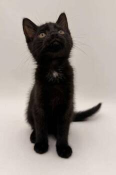 Pumpkin -  Domestic Short Hair Cat for Adoption in Bowling Green, Kentucky - Pumpkin | PetCurious