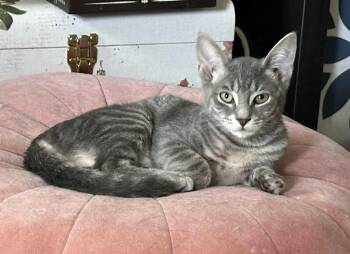 Rescue Domestic Short Hair Cats for Adoption in Salisbury, North Carolina - Pepper | PetCurious