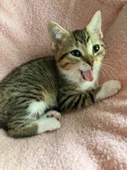 Domestic Short Hair Cats Available for Adoption in Evans, Georgia - Munna | PetCurious