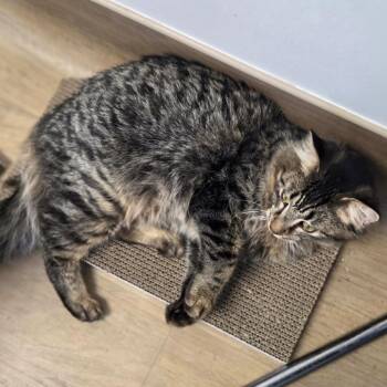 Domestic Long Hair Cats Available for Adoption - Danny | PetCurious