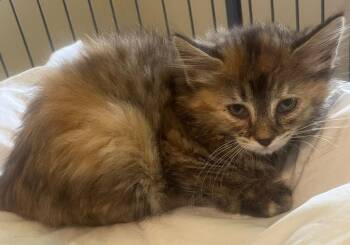 Celine -  Domestic Long Hair Cat for Adoption in Saint Clairsville, Ohio - Celine | PetCurious