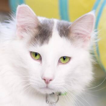 Whiskers -  Domestic Medium Hair Cat for Adoption in Lakewood, Colorado - Whiskers | PetCurious