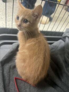 Russ -  Domestic Short Hair Cat for Adoption in Plymouth, Connecticut - Russ | PetCurious