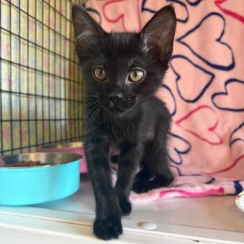 Shower -  Domestic Short Hair Cat for Adoption in Chicago, Illinois - Shower | PetCurious