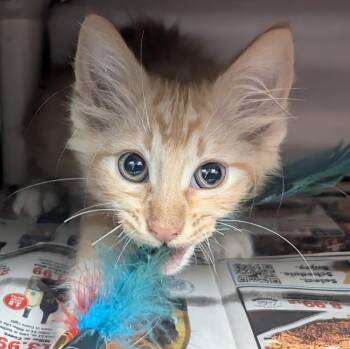 Domestic Long Hair Cats Available for Adoption in Springfield, Illinois - Quizno | PetCurious