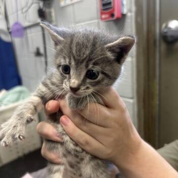 Ethel -  Domestic Short Hair Cat for Adoption in West Olive, Michigan - Ethel | PetCurious