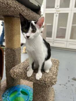 Domestic Short Hair Cats Available for Adoption in San Leon, Texas - Gale | PetCurious