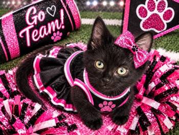 Pearl -  Domestic Short Hair Cat for Adoption in Washington Court House, Ohio - Pearl | PetCurious