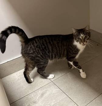 Domestic Short Hair Cats Available for Adoption in Rowlett, Texas - Momma Kitty | PetCurious