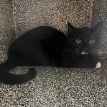 Kaleidoscope -  Domestic Short Hair Cat for Adoption in Pasadena, California - Kaleidoscope | PetCurious