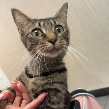 Olive -  Domestic Short Hair Cat for Adoption in New York, New York - Olive | PetCurious