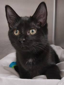 Beca -  Domestic Short Hair Cat for Adoption in Saint Clairsville, Ohio - Beca | PetCurious