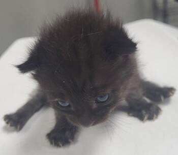 Fm 7 Amy -  Domestic Short Hair Cat for Adoption in Lawrenceville, Georgia - Fm 7 Amy | PetCurious