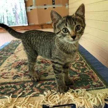 Feisty -  Domestic Short Hair Cat for Adoption in Brownsboro, Alabama - Feisty | PetCurious