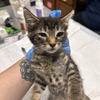 Cheetah -  Domestic Short Hair Cat for Adoption in Summerville, South Carolina - Cheetah | PetCurious
