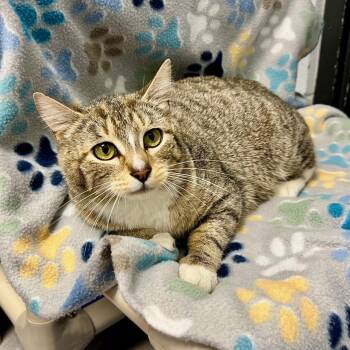 Domestic Short Hair Cats Available for Adoption in Edinburg, Virginia - Willow | PetCurious