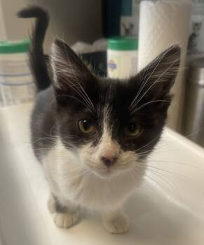 Rescue Domestic Short Hair Cats for Adoption in Salt Lake City, Utah - 158340 | PetCurious