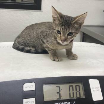 Peter -  Domestic Short Hair Cat for Adoption in Galveston, Texas - Peter | PetCurious
