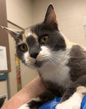 Lindsey -  Domestic Short Hair Cat for Adoption in Fishers, Indiana - Lindsey | PetCurious