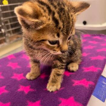 Spy 26-06-164 -  Domestic Short Hair Cat for Adoption in Bastrop, Texas - Spy 26-06-164 | PetCurious