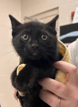 Domestic Short Hair Cats Available for Adoption in Fishers, Indiana - Gouda | PetCurious