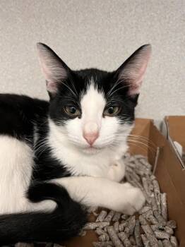 MILO -  Domestic Short Hair Cat for Adoption in Dallas, Texas - MILO | PetCurious