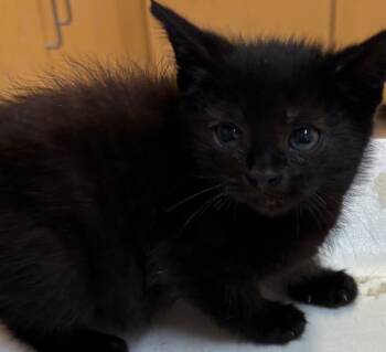 GEM -  Domestic Short Hair Cat for Adoption in Elizabethton, Tennessee - GEM | PetCurious