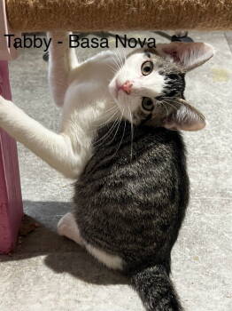 Rescue Domestic Short Hair Cats for Adoption in Battle Ground, Washington - CM - Basa Nova | PetCurious