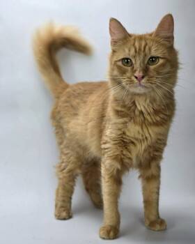 Lisa -  Domestic Medium Hair Cat for Adoption in Sedalia, Colorado - Lisa | PetCurious
