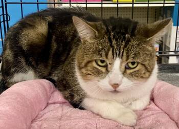 Rescue Tabby and Domestic Short Hair Cats for Adoption in Red Bank, New Jersey - Friendly | PetCurious