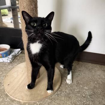 Poundcake -  Domestic Short Hair Cat for Adoption in Hendersonville, Tennessee - Poundcake | PetCurious