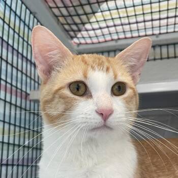 Alonzo -  Domestic Short Hair Cat for Adoption in Chicago, Illinois - Alonzo | PetCurious